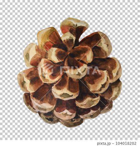 Watercolor pine cone for decoration. Hand drawn watercolor illustration botanical, isolated on white background. 104018202