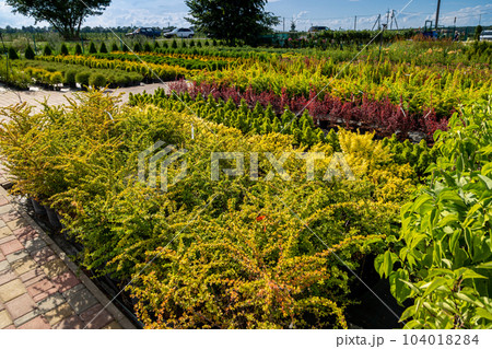 Garden shop for the sale of plants. Here you can buy a lot of varieties of green plants: various flowers, fir, spruce Garden shop for the sale of plants. Here you can buy a lot of varieties of green plants: various flowers, fir, spruce 104018284