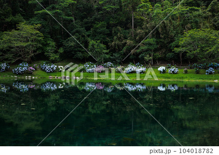 蓬の郷親水公園　あじさい　リフレクション 104018782