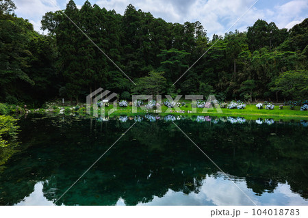 蓬の郷親水公園　あじさい　リフレクション 104018783