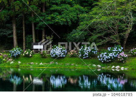 蓬の郷親水公園　あじさい　リフレクション 104018785