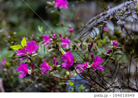 Rododendron flowers on a leafy plant with lots of green leaves Rododendron flowers on a leafy plant with lots of green leaves 104018949