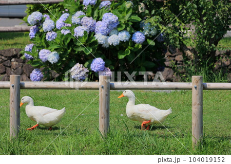 蓬の郷親水公園　紫陽花とアヒル 104019152