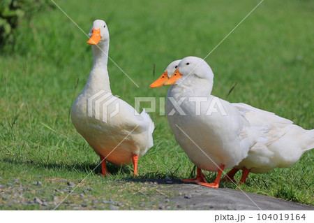 蓬の郷親水公園 鼻に羽毛が詰まったアヒル 蓬の郷親水公園 鼻に羽毛が詰まったアヒル 104019164