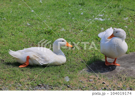 蓬の郷親水公園　アヒル 104019174