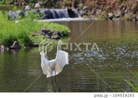蓬の郷親水公園　ダイサギ 104019265