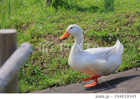 蓬の郷親水公園　鼻に羽毛が詰まったアヒル 104019345