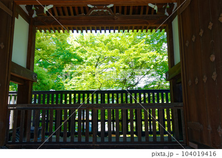 青蓮院　四脚門　若葉に新緑 104019416