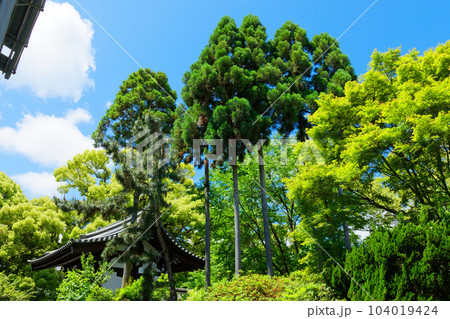 青蓮院　四脚門　若葉に新緑 104019424