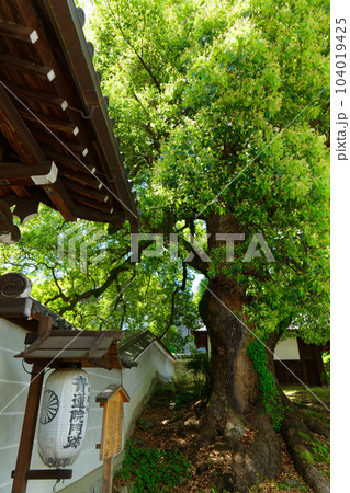 青蓮院　門　若葉に新緑 104019425