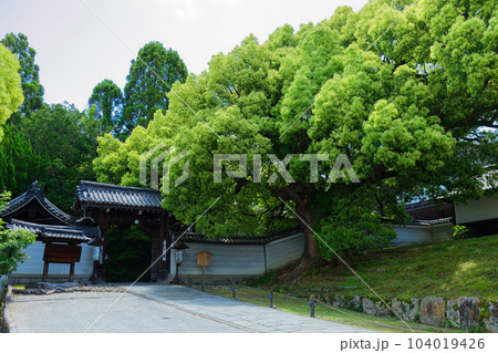 青蓮院　門　若葉に新緑 104019426