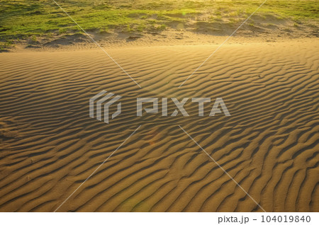 Dune landscape, La Pampa , Argentina 104019840