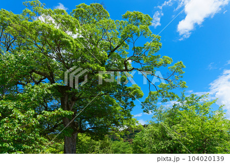 丸山公園　若葉に新緑 104020139