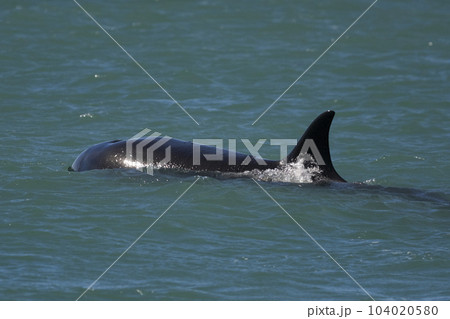 Killer whale hunting sea lions,Peninsula Valdes, Patagonia Argentina 104020580