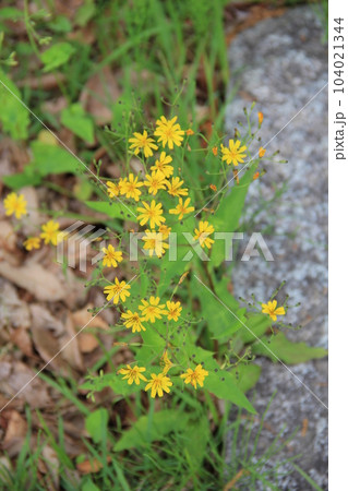 ハナニガナ(花苦菜)/初夏に黄色い花を咲かせる野草 ハナニガナ(花苦菜)/初夏に黄色い花を咲かせる野草 104021344