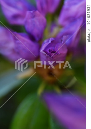beautiful lilac rhododendron buds blossom . extreme macro shot. art shot with selective focus and blurs beautiful lilac rhododendron buds blossom . extreme macro shot. art shot with selective focus and blurs 104021934
