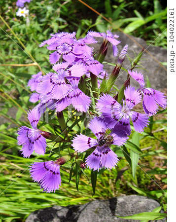 シナノナデシコ 104022161