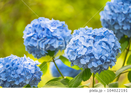 梅雨の晴れ間に色鮮やかに咲く紫陽花 梅雨の晴れ間に色鮮やかに咲く紫陽花 104022191