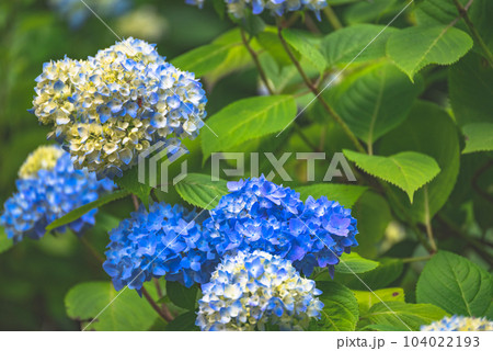 梅雨の晴れ間に色鮮やかに咲く紫陽花 104022193