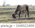 Cows are eating grass in the fields in Thailand during the dry season. 104022400