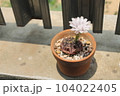 The white flowers of the cactus in the brown pot are blooming in the daytime. 104022405