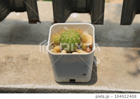 A round cactus in a white pot is placed in the midday sun. A round cactus in a white pot is placed in the midday sun. 104022408
