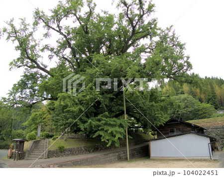 初夏の下城の大イチョウ　熊本県阿蘇郡小国町下城 104022451