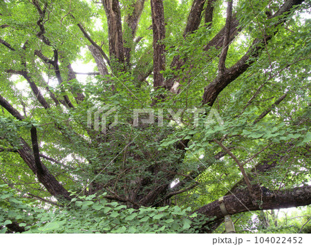 初夏の下城の大イチョウ　熊本県阿蘇郡小国町下城 104022452