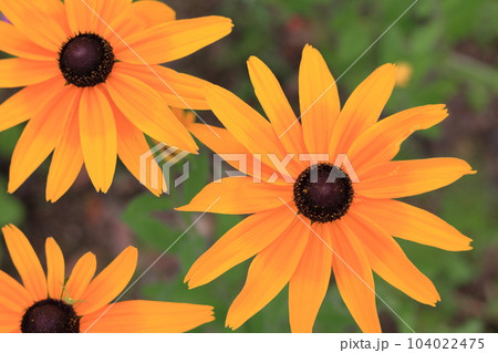 ルドベキアの花の接写 ルドベキアの花の接写 104022475