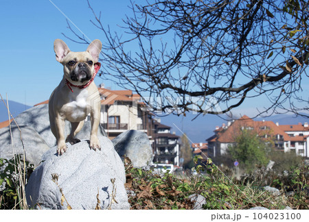 A bulldog dog on a walk looks at the camera sitting on a large gray stone against the background of houses. 104023100