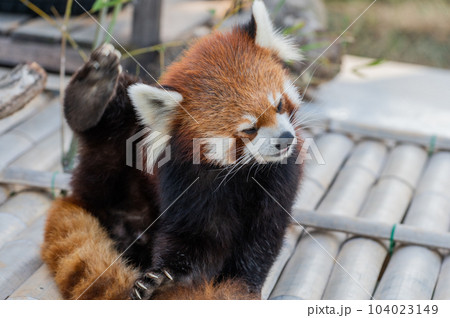 天真爛漫　レッサーパンダ 104023149