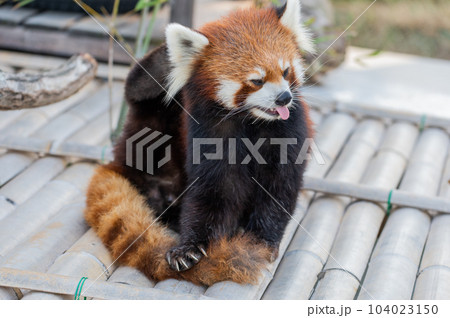 天真爛漫 レッサーパンダ 天真爛漫 レッサーパンダ 104023150