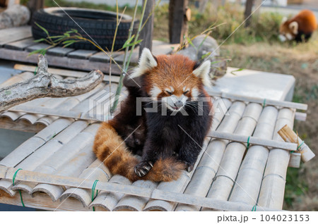 天真爛漫 レッサーパンダ 天真爛漫 レッサーパンダ 104023153
