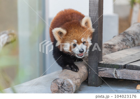 天真爛漫　レッサーパンダ 104023176
