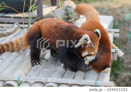 天真爛漫　レッサーパンダ 104023182