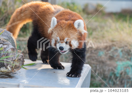 天真爛漫 レッサーパンダ 天真爛漫 レッサーパンダ 104023185