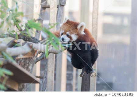 天真爛漫 レッサーパンダ 天真爛漫 レッサーパンダ 104023192