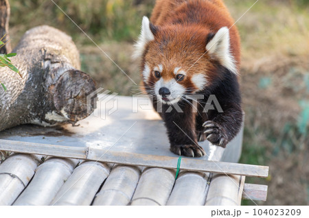 天真爛漫 レッサーパンダ 天真爛漫 レッサーパンダ 104023209