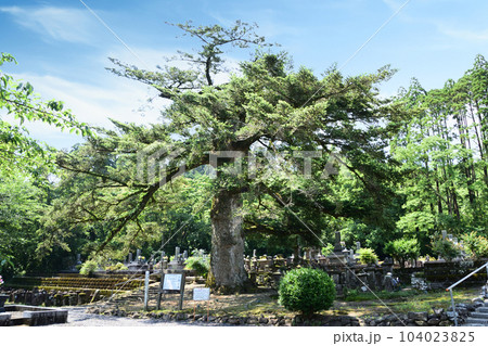 巨樹・十輪寺のモミ 巨樹・十輪寺のモミ 104023825