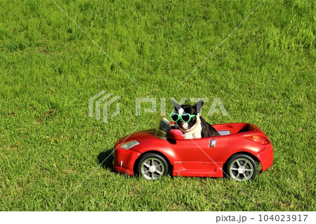 サングラスをかけて赤いスポーツカーに乗ってるボストンテリアのマイティ君♡ 104023917
