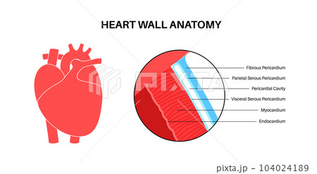 Heart wall anatomy Heart wall anatomy 104024189