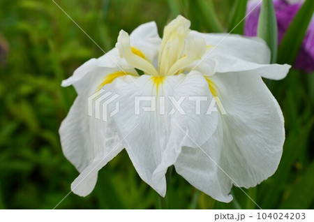 花菖蒲 (はなしょうぶ)ハナアヤメ 白 花菖蒲 (はなしょうぶ)ハナアヤメ 白 104024203