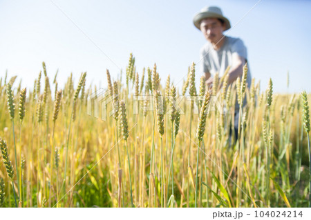 麦畑と農家 104024214