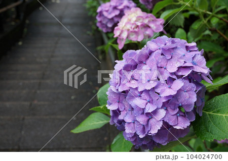 雨の中の紫陽花 雨の中の紫陽花 104024700