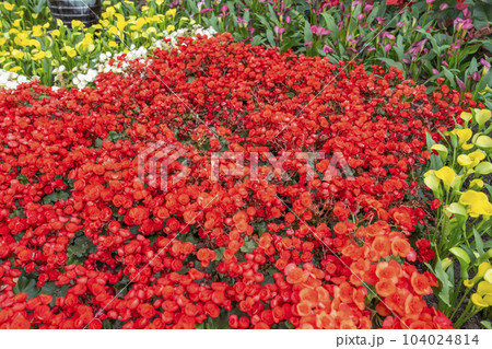 Begonias are one of our most popular plants, Typically used as houseplants and in shaded summer beds 104024814