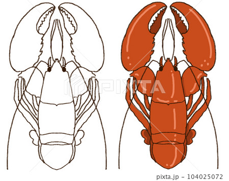 ロブスターのイラスト ロブスターのイラスト 104025072