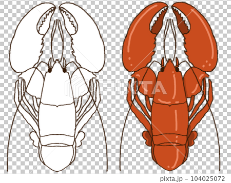 ロブスターのイラスト ロブスターのイラスト 104025072