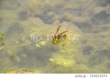 梅宮大社 104025074