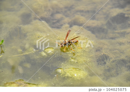 梅宮大社 梅宮大社 104025075