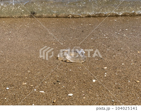 打ち上がるクラゲ 打ち上がるクラゲ 104025141